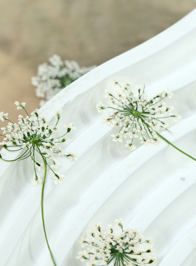 雪珠花蕾丝花干花压花标本