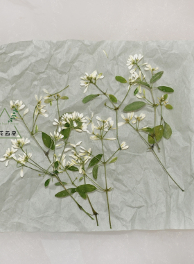 禾叶大戟小花枝干花滴胶diy