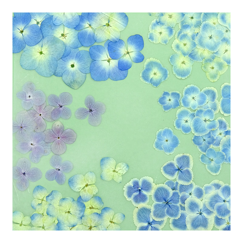 兰花西房 天蓝色绣球干花花瓣妆压花植物标本书签押花画相框,淘宝优惠券,粉丝福利购,淘宝优惠卷