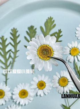 小雏菊天然标本兰花西房