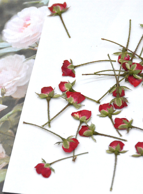 侧压玫瑰花月季真花干花标本押花
