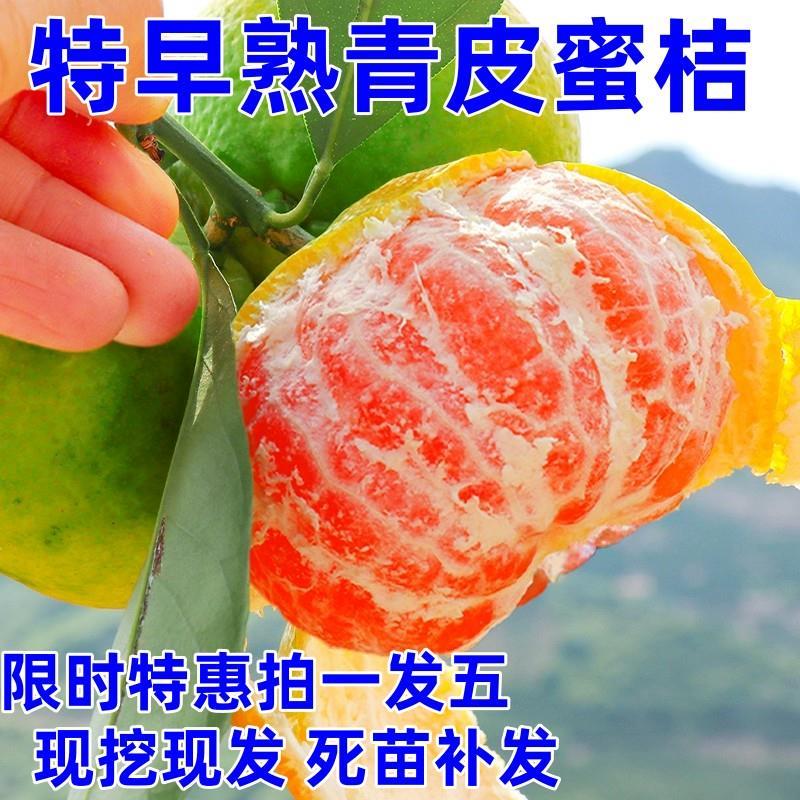 新品种青皮蜜桔苗日南一号桔苗早熟青柑橘苗嫁接无核蜜桔子树苗-图0