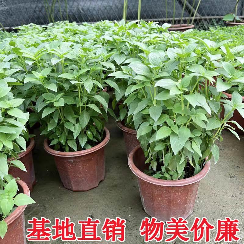 九层塔盆栽新鲜可食用香料调味三杯鸡罗勒叶金不换苗室内驱蚊植物-图0