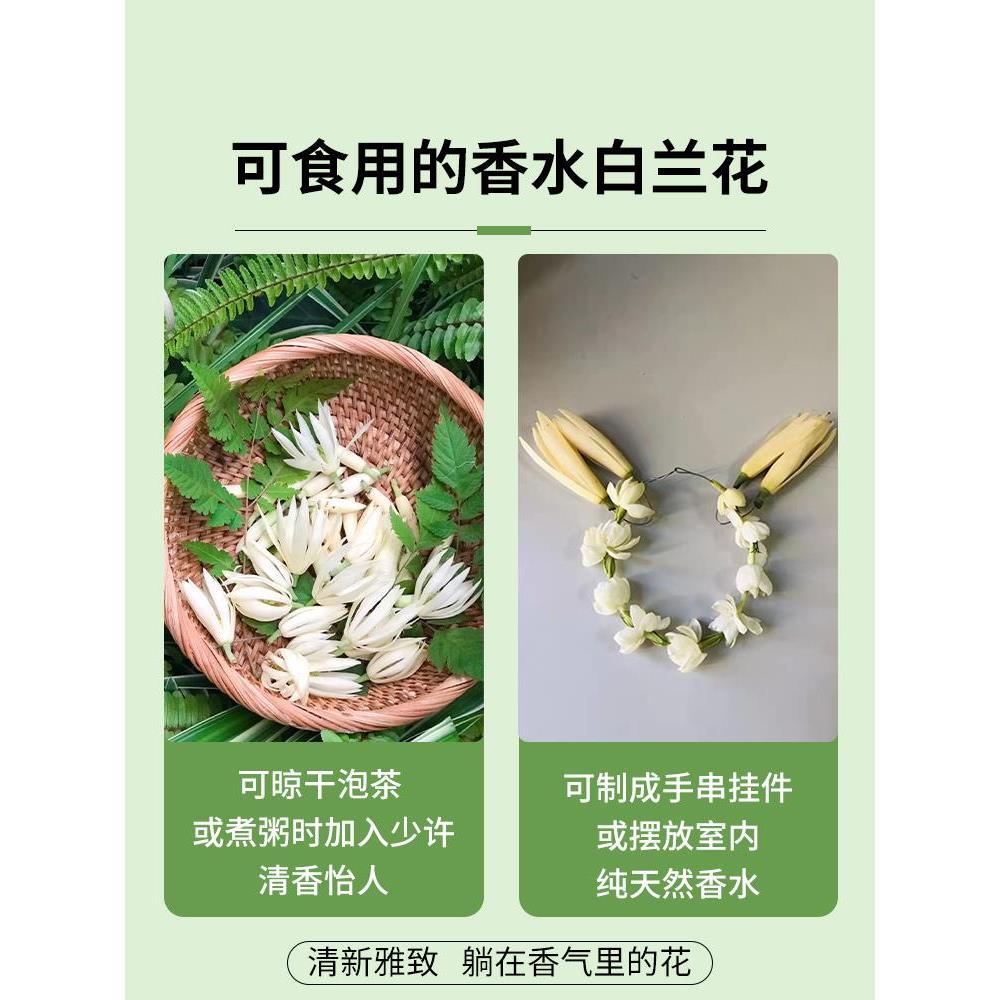 白兰花玉兰树苗花卉植物室内庭院绿植易活带花苞四季开黄角兰盆栽 - 图3