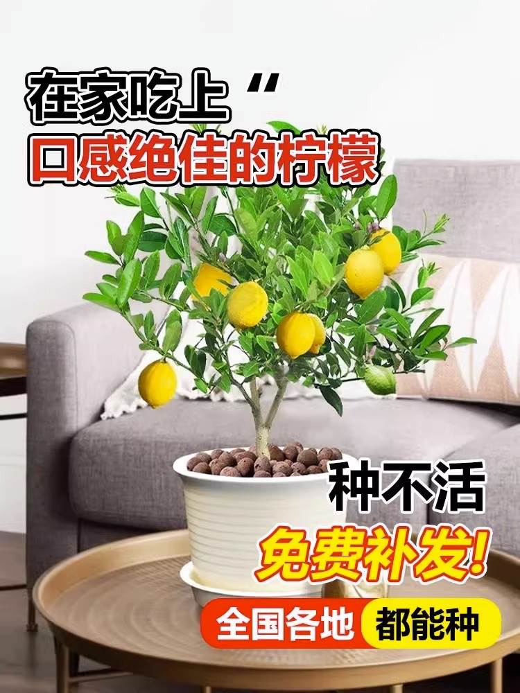 香水柠檬树苗水果盆栽可食用柠檬带果盆栽地栽四季花卉室内绿植物-图0