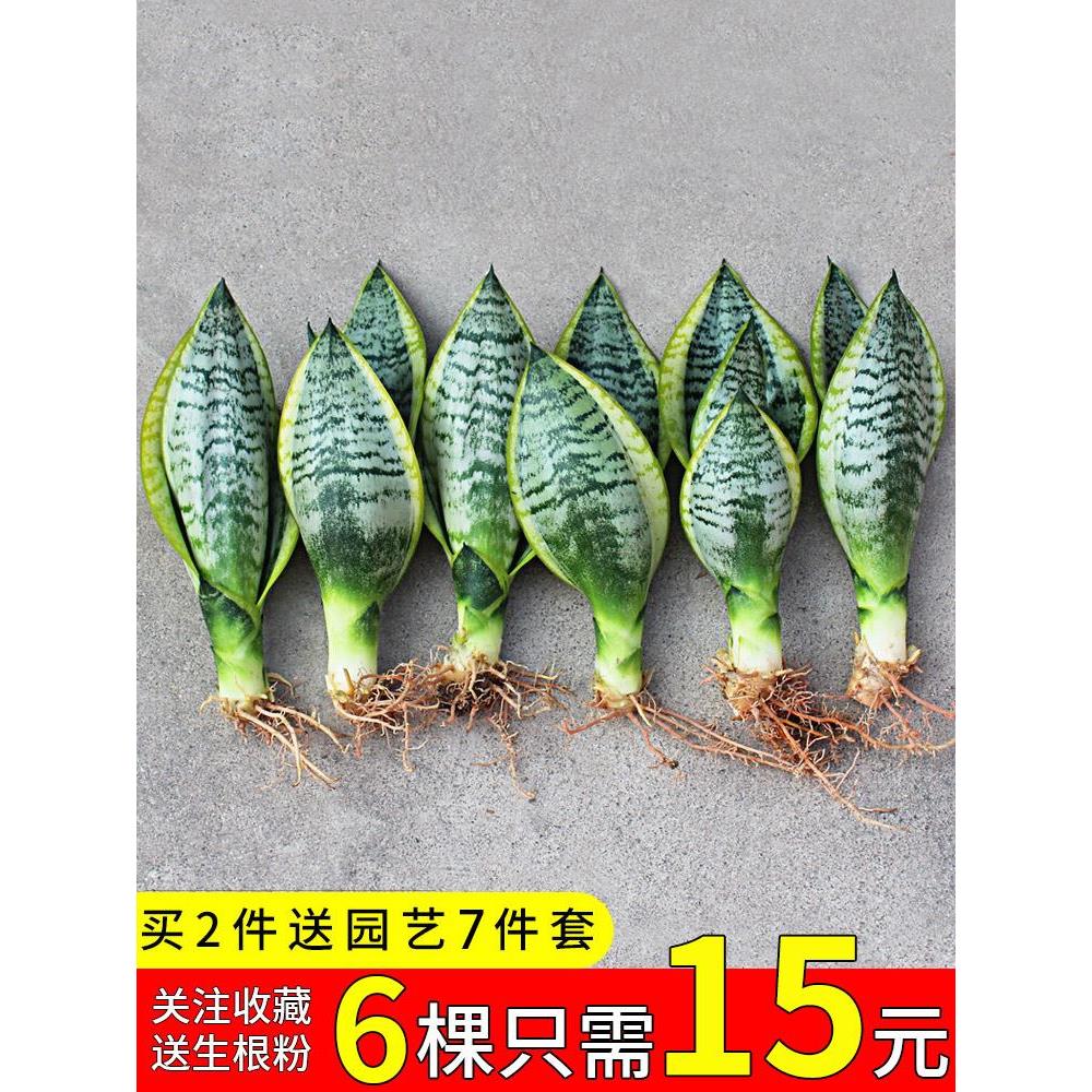 金边虎皮兰盆栽植物室内花卉客厅大型绿植吸除甲醛虎尾兰好养裸苗 - 图0