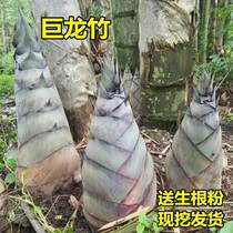 Large Nan Bamboo Fry Giant Dragon Bamboo Fry Bamboo Fry Edible Bamboo Shoots Bamboo Shoots Bamboo Shoot Yard Bamboo Shoots Cultivation