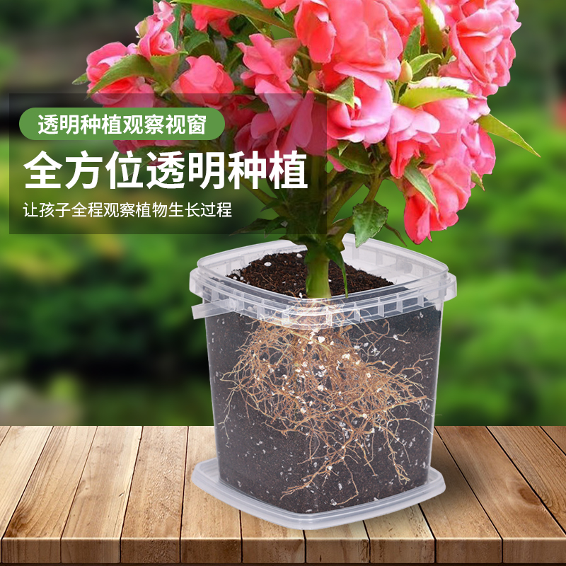 凤仙花种籽四季小学生科学实验观察指甲花儿童种植小盆栽植物种子 - 图1