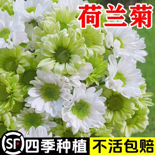 荷兰小雏菊种子播种开花室内室外阳台盆栽苗花卉好养易活花种子孑 - 图0