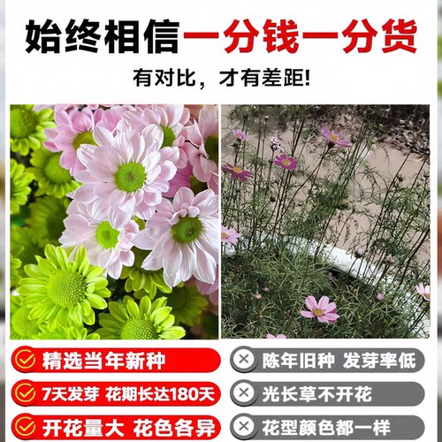 荷兰小雏菊种子播种开花室内室外阳台盆栽苗花卉好养易活花种子孑 - 图1