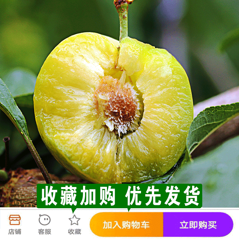 嘉品农业四川青脆李子新鲜水果5斤包邮当季现摘孕妇脱骨李胜网红三华李2