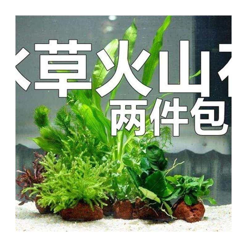 养金鱼的水草植物真草成景内景水草鱼缸里客厅种植造景草布景仿真-图3