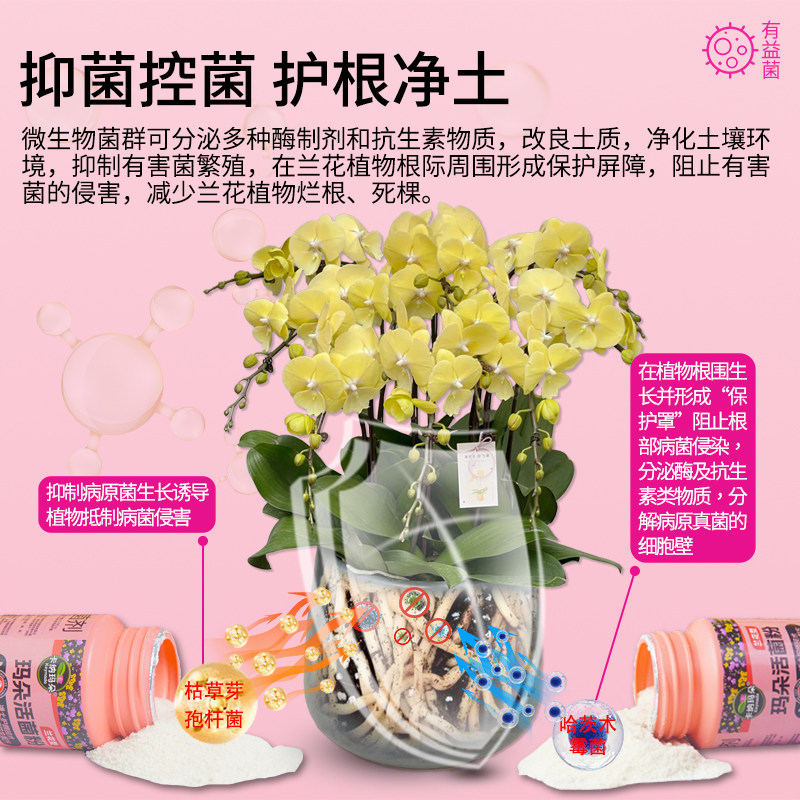 卡纳玛朵活菌粉兰花专用微生物菌剂蝴蝶兰养根壮根水溶肥养花肥料,淘宝优惠券,粉丝福利购,淘宝优惠卷