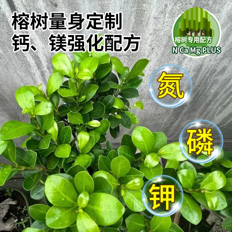 榕树营养液免稀释肥料专用肥黄金榕人参榕小叶榕树盆景通用营养液,淘宝优惠券,粉丝福利购,淘宝优惠卷