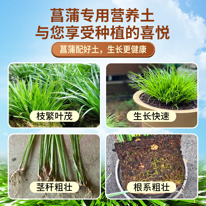 菖蒲专用营养土金钱菖蒲虎须菖蒲专用盆栽肥料花泥土植物有机土壤-图3