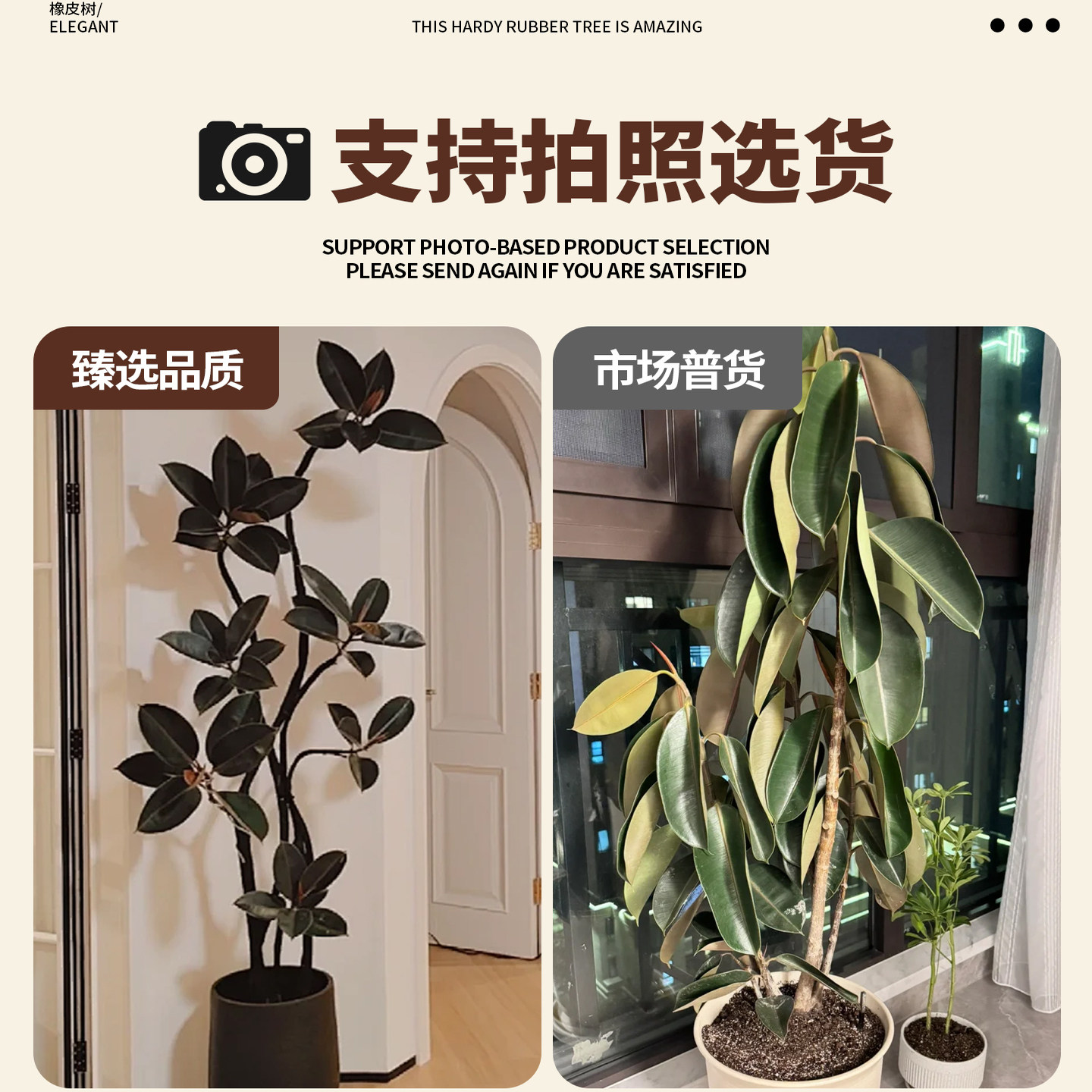 黑金刚橡皮树客厅大盆栽造型室内大型绿植四季好养阳台办公室植物,淘宝优惠券,粉丝福利购,淘宝优惠卷