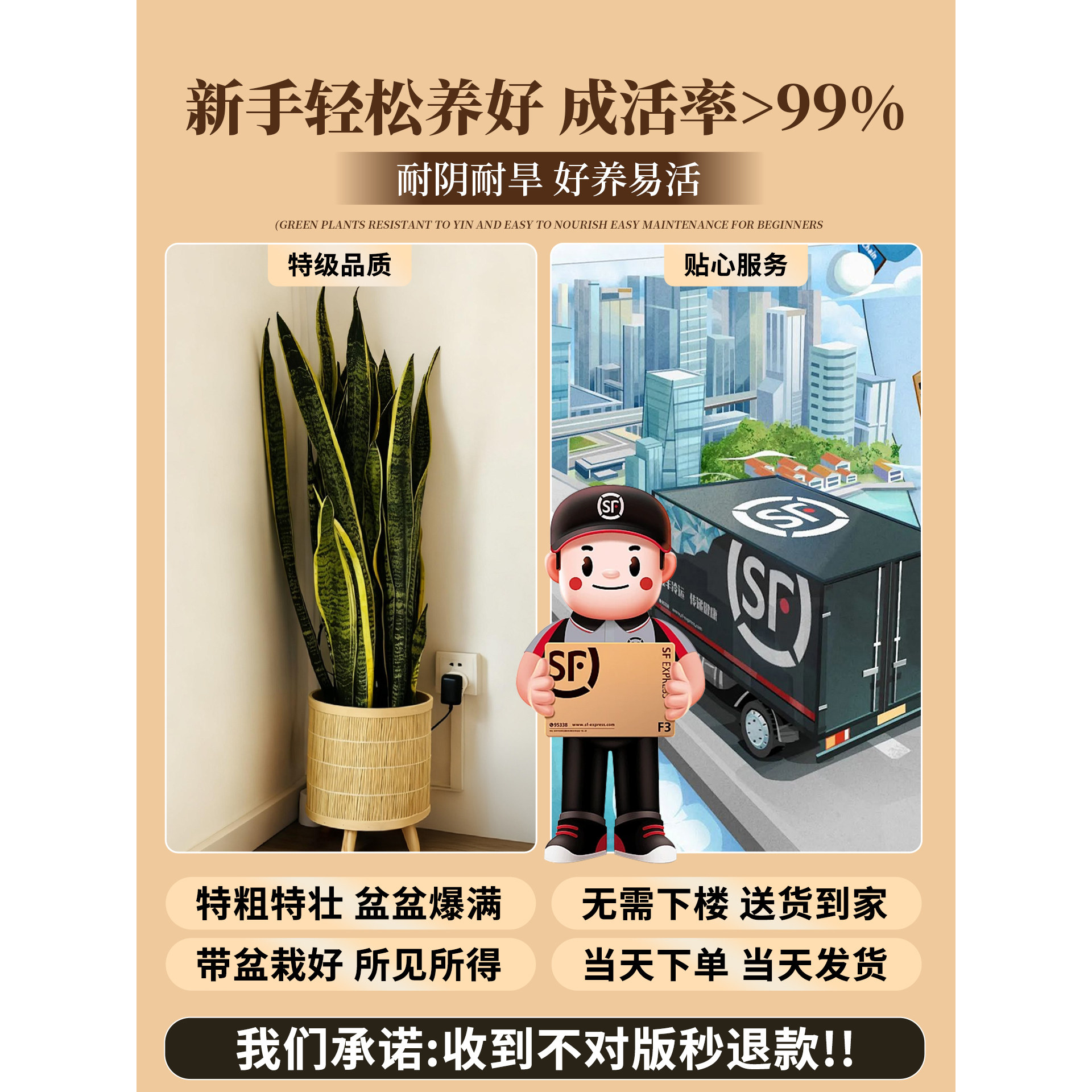 金边虎皮兰绿植客厅沙发旁大盆栽新房室内大型植物办公室花卉好养,淘宝优惠券,粉丝福利购,淘宝优惠卷