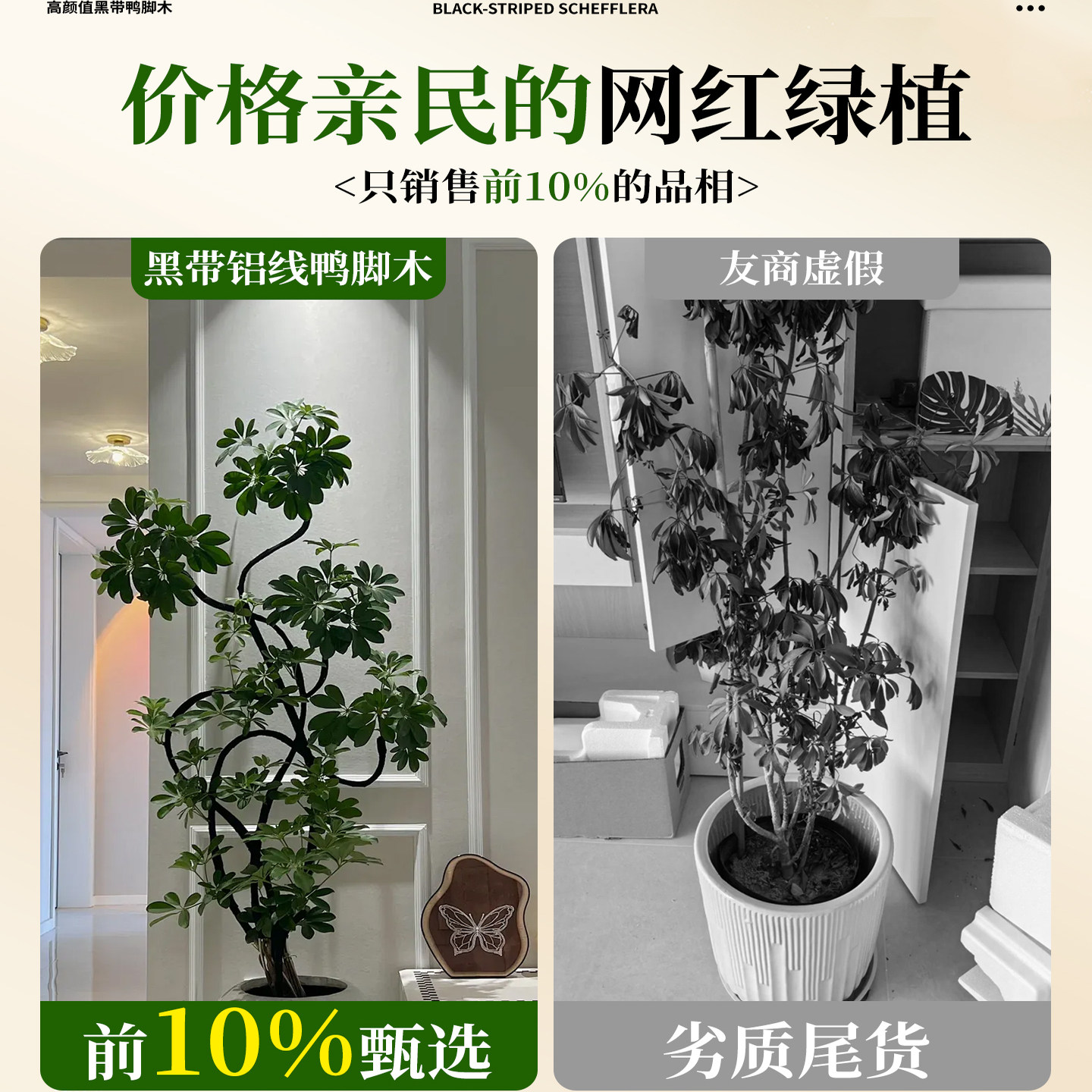 造型鸭脚木客厅绿植高级感室内大型盆栽高端大气上档次落地鸭掌木,淘宝优惠券,粉丝福利购,淘宝优惠卷