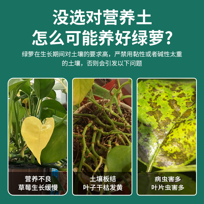 绿萝营养土种花养花绿萝专用土壤肥料家用盆栽花卉土有机种植泥土-图0