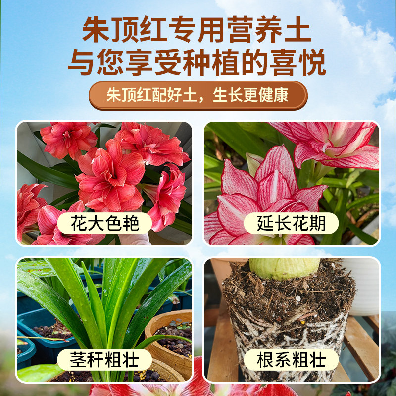 朱顶红专用土球根种球营养土专用肥料花卉养花种植土壤家用有机土