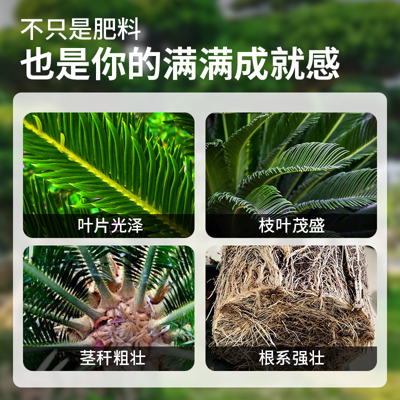 坤宁王铁树专用肥料营养液家用盆栽肥料绿植物通用型氮磷钾复合肥 - 图0