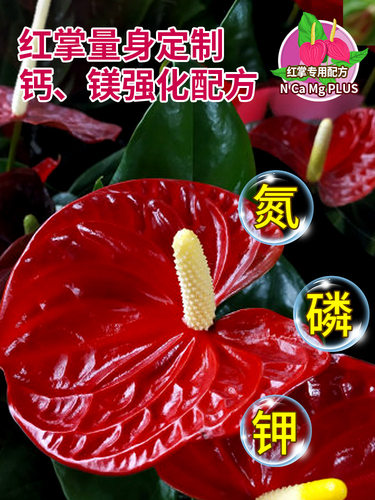 红掌专用免稀释营养液植物活力促生长绿植生根氮磷钾肥料液体肥料 - 图2