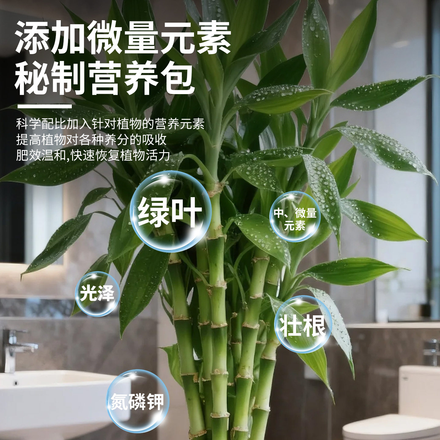 观音竹专用植物营养液水培带根营养液绿植盆栽液体肥料生根治黄叶,淘宝优惠券,粉丝福利购,淘宝优惠卷