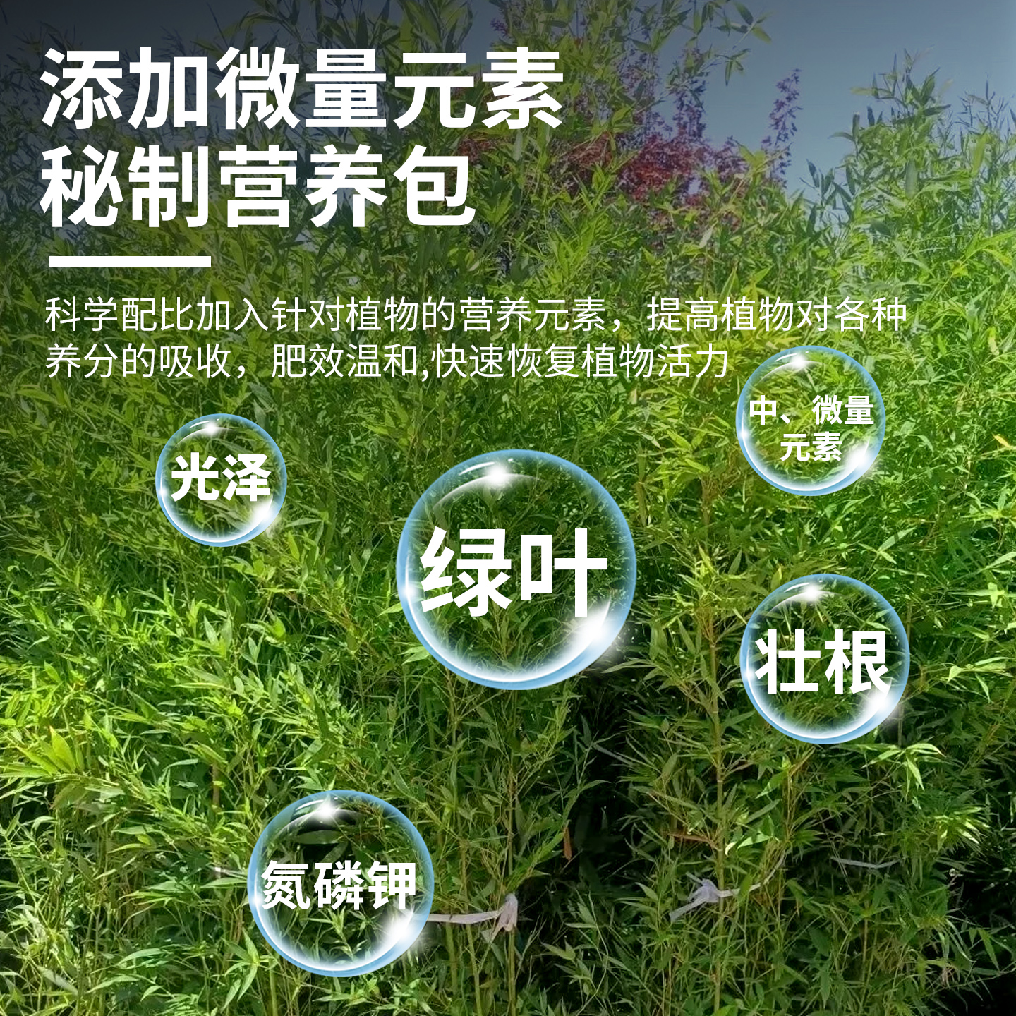 竹子专用营养液治叶子发黄水培植物通用型室内盆栽绿植液体肥料 - 图0