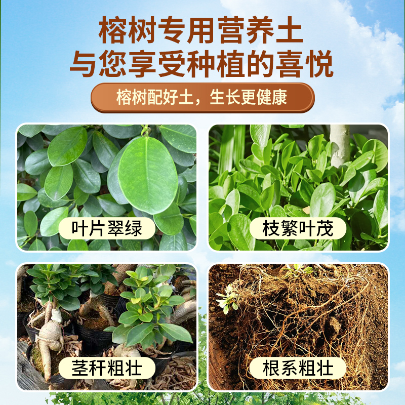 榕树专用土营养土榕树肥料通用种植老桩榕树盆景疏松透气有机土壤 - 图3