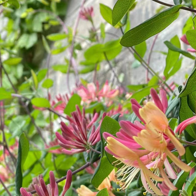 五彩金银花黄白金银花浓香盆栽花卉藤本爬藤攀援耐寒开花植物花,淘宝优惠券,粉丝福利购,淘宝优惠卷