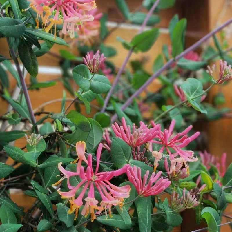 五彩金银花黄白金银花浓香盆栽花卉藤本爬藤攀援耐寒开花植物花,淘宝优惠券,粉丝福利购,淘宝优惠卷