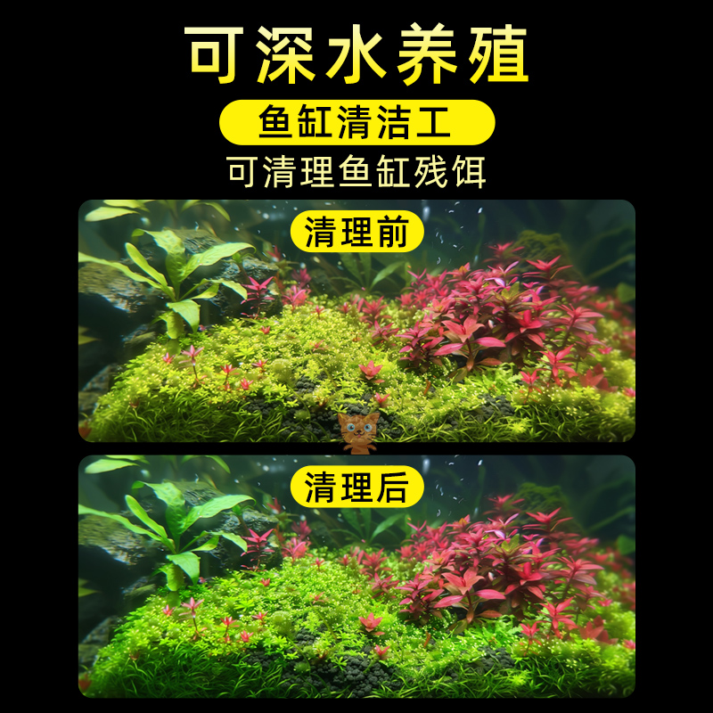 迷你辣椒蟹活体观赏蟹吃虫清洁除藻淡水蟹鱼缸爬宠豆豆蟹宠物螃蟹 - 图1