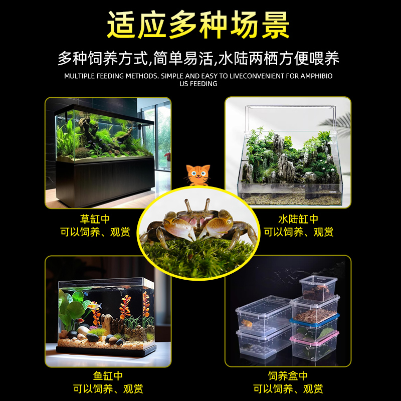 迷你辣椒蟹活体观赏蟹吃虫清洁除藻淡水蟹鱼缸爬宠豆豆蟹宠物螃蟹 - 图3