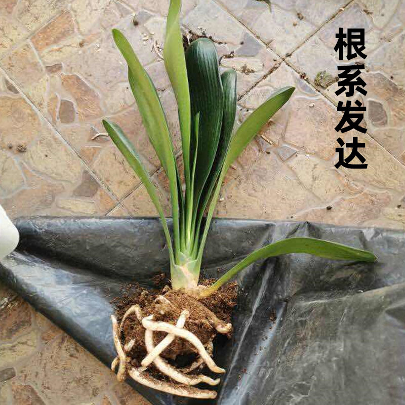 四季君子兰盆栽室内带花苞花卉植物精品室内绿植好养圆头和尚常青 - 图1