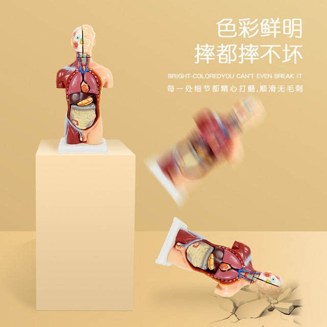Children's version of removable body viscera anatomical model