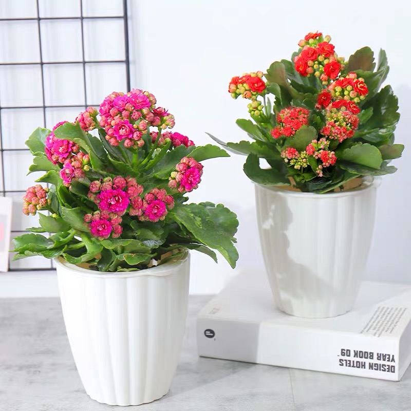 长寿花盆栽带花苞花卉植物室内花绿植绿巴黎重瓣大花四季开花花苗 瓜盼旗舰店 淘优券