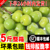 2022 When season fruit money row March Li pregnant woman fruit sour crisp Li Zi fresh now off-Fengfeng 5 catty