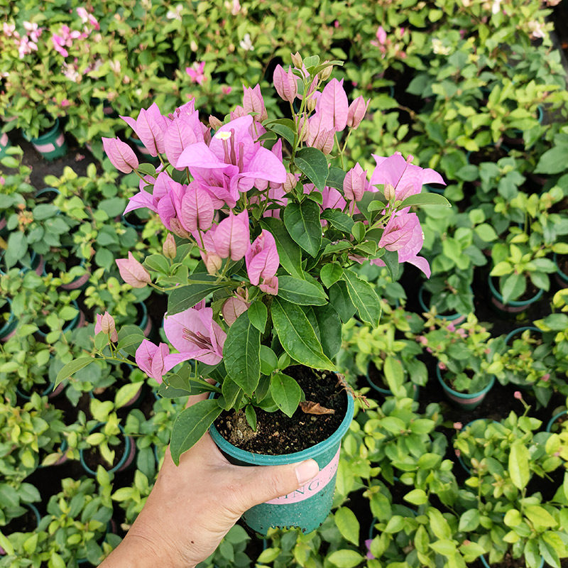 三角梅盆栽带花发货绿樱四季开花新品种重瓣红爬藤老桩苗漳红樱,淘宝优惠券,粉丝福利购,淘宝优惠卷