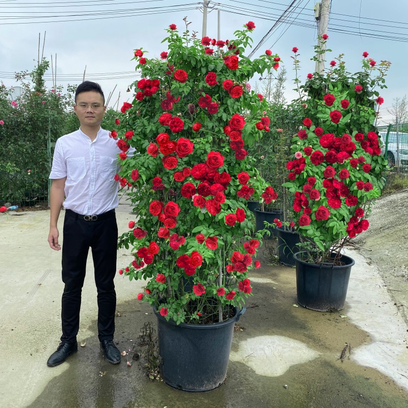 蔷薇花苗藤本月季大花浓香庭院爬藤植物花卉爬墙四季盆栽阳台玫瑰-图0