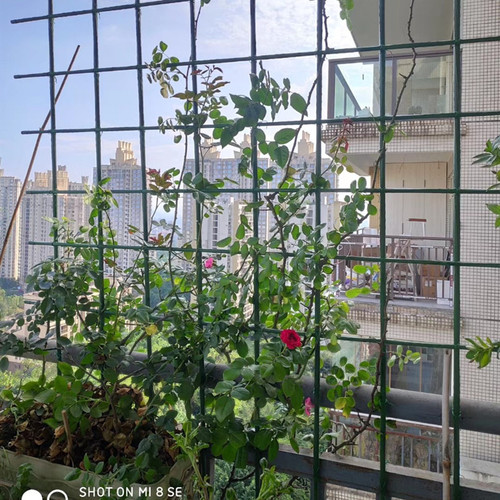 黄瓜豆角爬藤架花架爬藤支架园艺钢管户外葡萄架子植物爬藤杆支撑