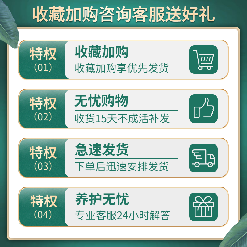 正宗清香胡椒木盆栽花卉室内老桩驱蚊草植物盆景蛋糕装饰绿植好养 - 图2