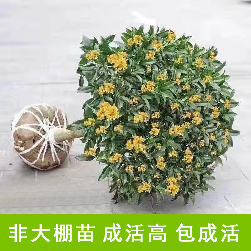 桂花树苗盆栽庭院植物金桂丹桂浓香型花卉四季开花好养易活小盆景 - 图0