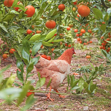 帮农日记！广西武鸣沃柑[20元优惠券]-寻折猪