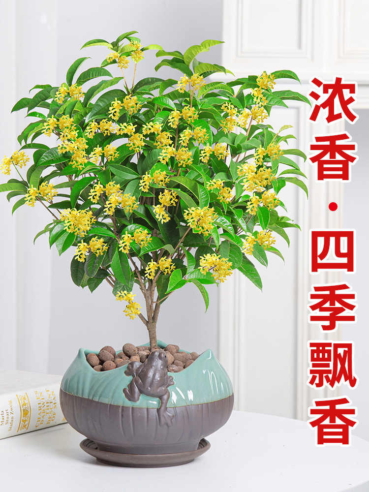 桂花四季桂 新人首单立减十元 21年8月 淘宝海外