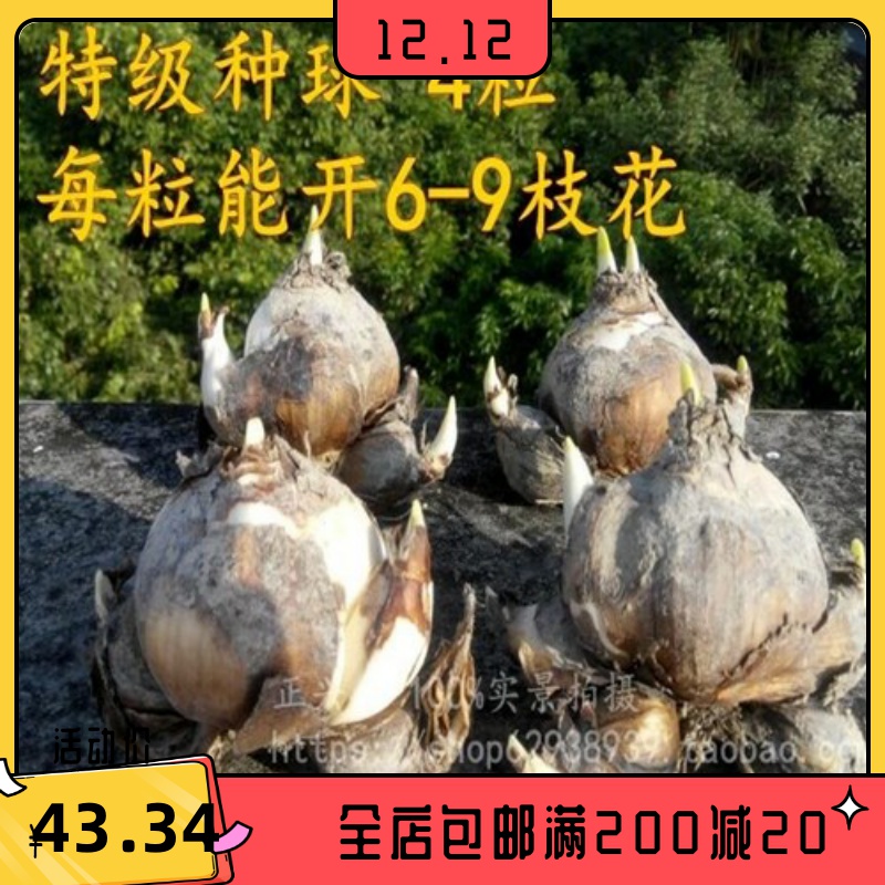 漳州水仙花种球特级水养球根种子 水仙水培大球室内外花种盆栽花卉 强强联合家居专营店 淘优券