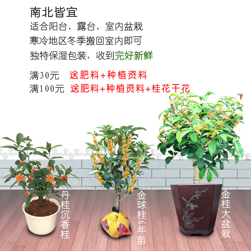 桂花树苗四季月月开室内盆栽花卉植物金桂矮株天香台阁老桩浓香型 - 图2