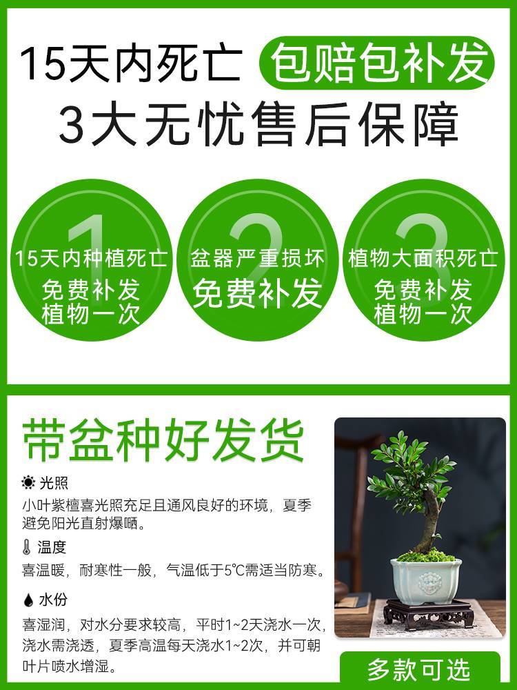 小叶紫檀盆景盆栽树植物室内花四季好养活客厅阳台办公室桌面绿植 - 图1