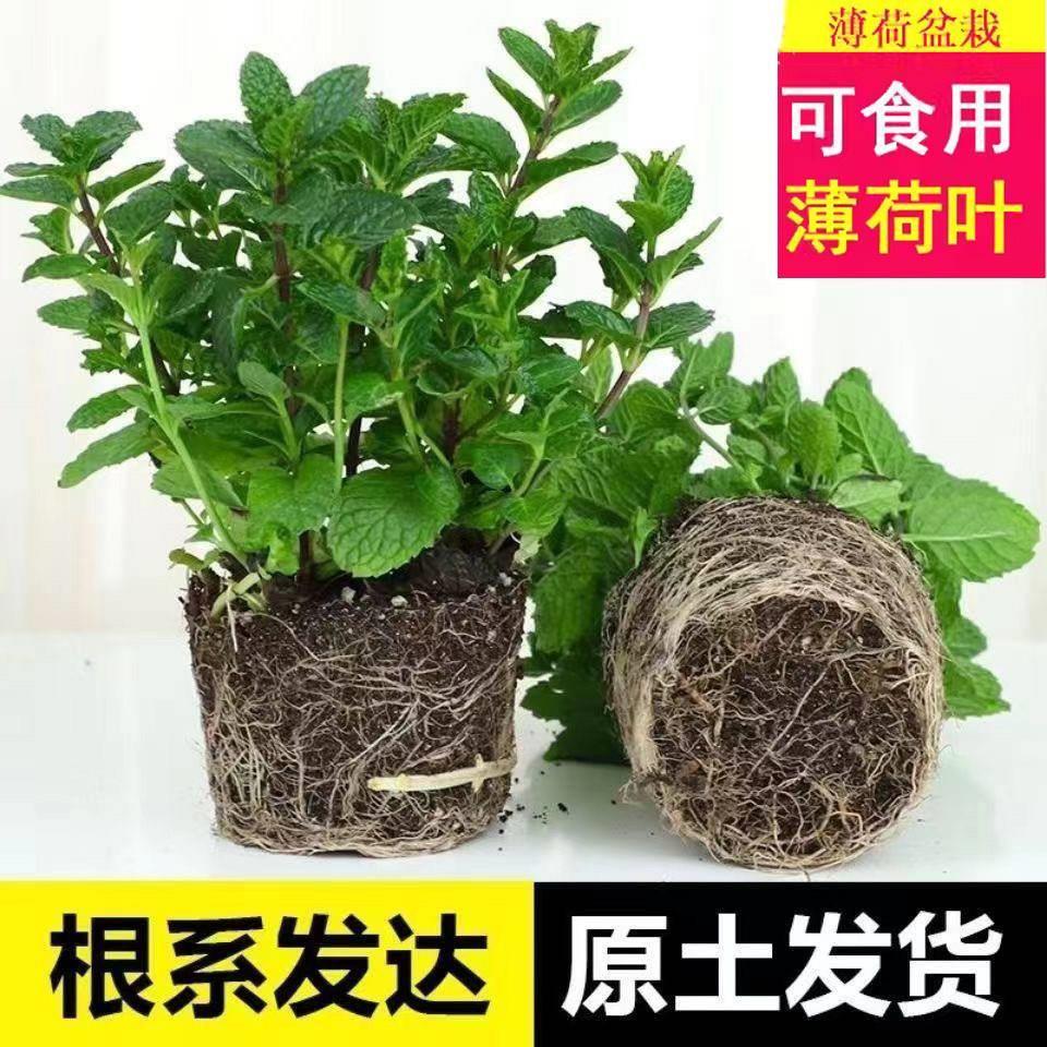 薄荷盆栽可食用泡茶好养易活水培薄荷叶苗四季常花卉阳台驱蚊植物 - 图0