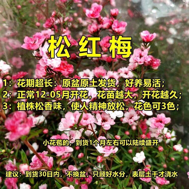 四季开花植物梅花盆栽苗松红梅满天星多花盆栽澳洲松叶牡丹苗花卉-图1