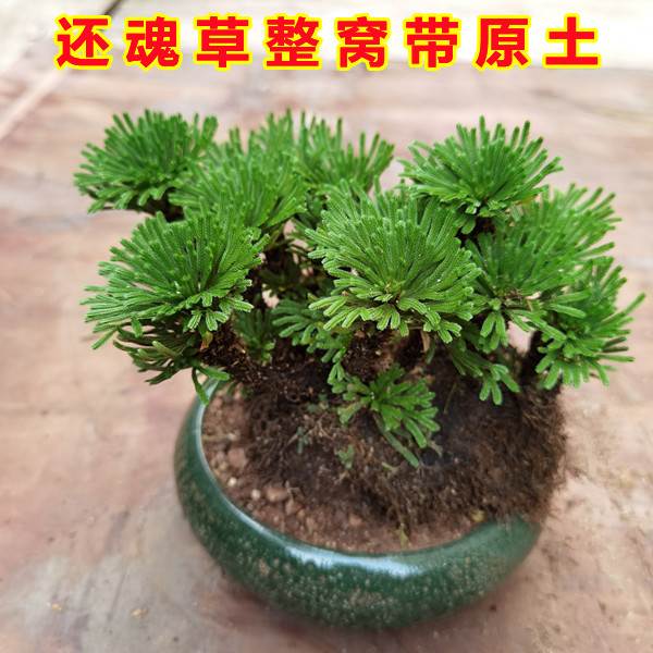 九死还魂草卷柏 见水还阳复活草 庭院室外阳台盆景盆栽绿植园艺草 - 图0